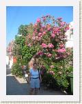 2005:05:24 08:18:11 - Sous un frangipanier � Patmos
