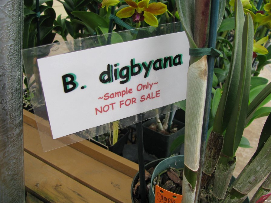 Visite de l'île d'Hawaii