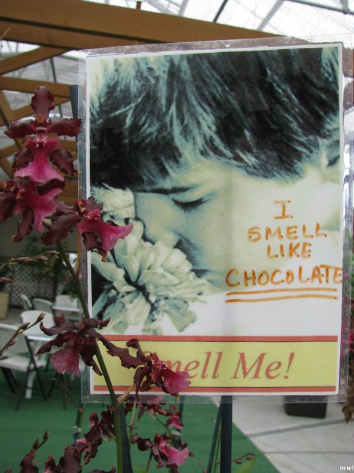 Visite de l'île d'Hawaii