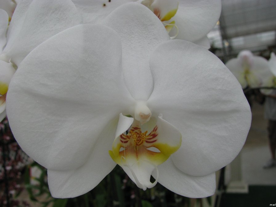 Visite de l'île d'Hawaii