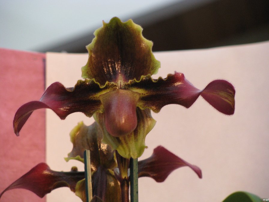 Visite de l'île d'Hawaii