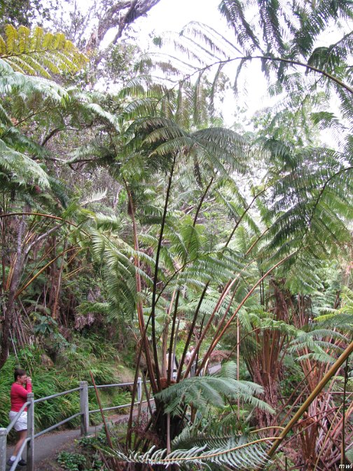 Visite des îles et des volcans de Big Island