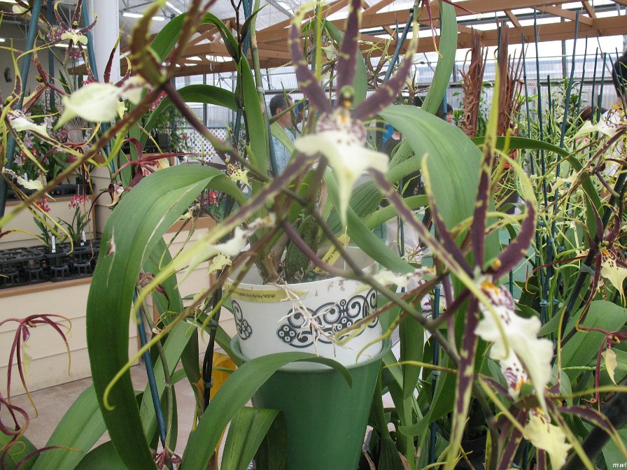 Visite de l'île d'Hawaii