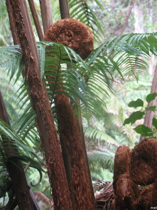 Visite des îles et des volcans de Big Island