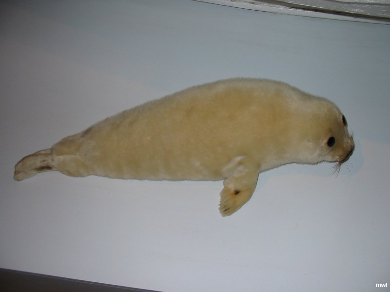 IMG 0962