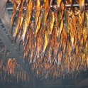 Hareng fumé