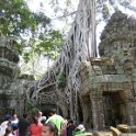 Ta Prohm qui fût le plus vaste temple dAngkor, aujourdhui livré à la jungle