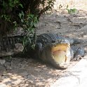 Diner dans une ferme de crocodile