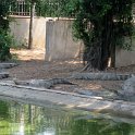 Diner dans une ferme de crocodile