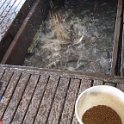 Pisciculture 6 février