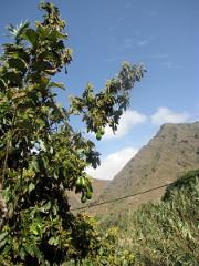 Tournée dans l'ile de La Gomera