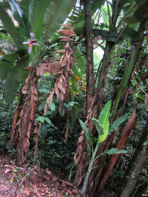 Visite écotouristique de Pueto Limon