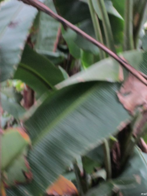 Visite écotouristique de Pueto Limon