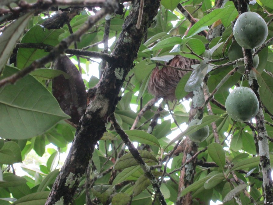 un paresseux dans l'arbre