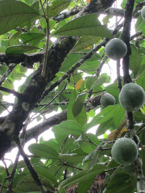 un paresseux dans l'arbre