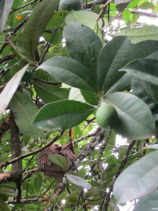 un paresseux dans l'arbre