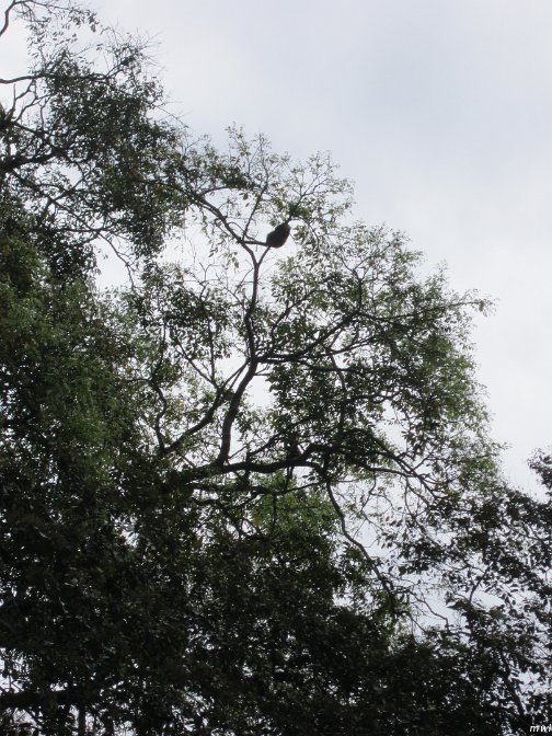 un paresseux dans l'arbre