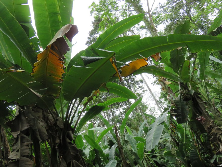 Visite écotouristique de Pueto Limon