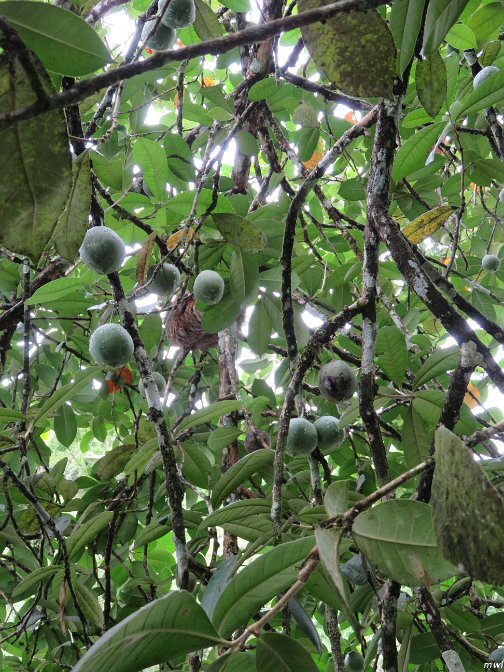 un paresseux dans l'arbre