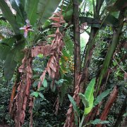 Visite écotouristique de Pueto Limon