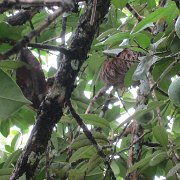 un paresseux dans l'arbre