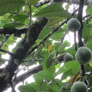 un paresseux dans l'arbre