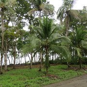 À travers la forêt tropicale en train antique