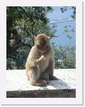 2002:04:19 15:23:45 - Mets prfr des singes (cornet de crme glace)