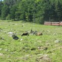 Petit train de la Rhune