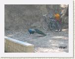 2005:06:10 09:58:40 - Les paons des sept sources