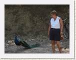 2005:06:10 09:59:03 - Les paons des sept sources
