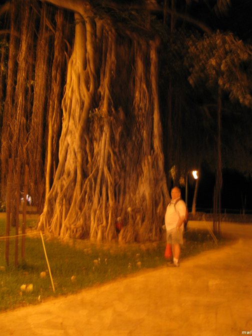 Rue du bord de mer - l'avenue Kalakaua
