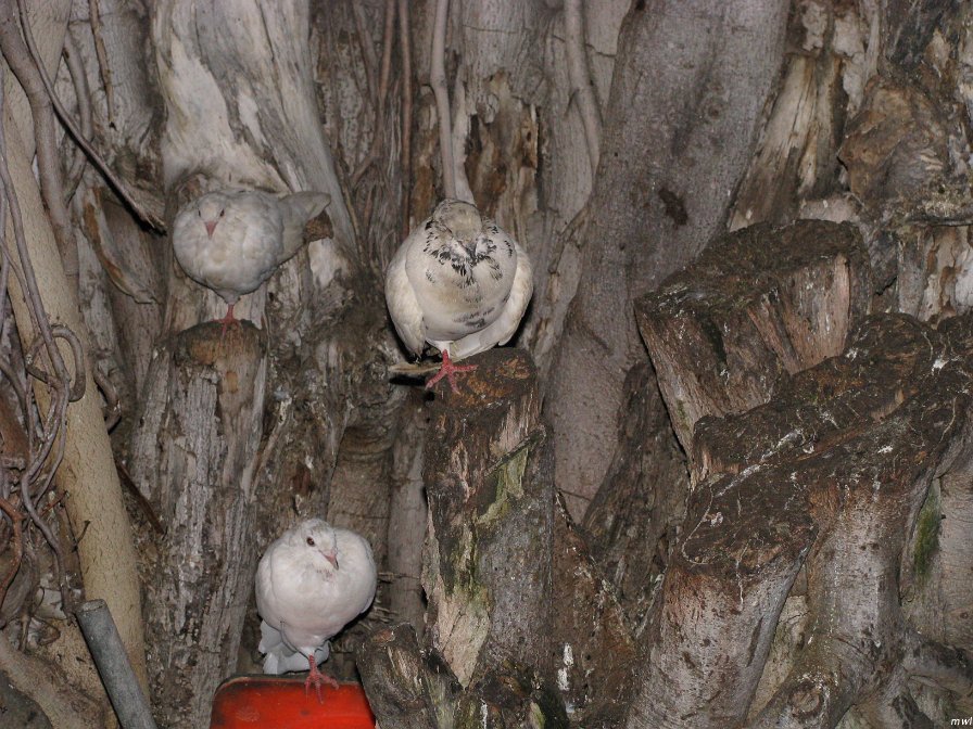 Rue du bord de mer - l'avenue Kalakaua