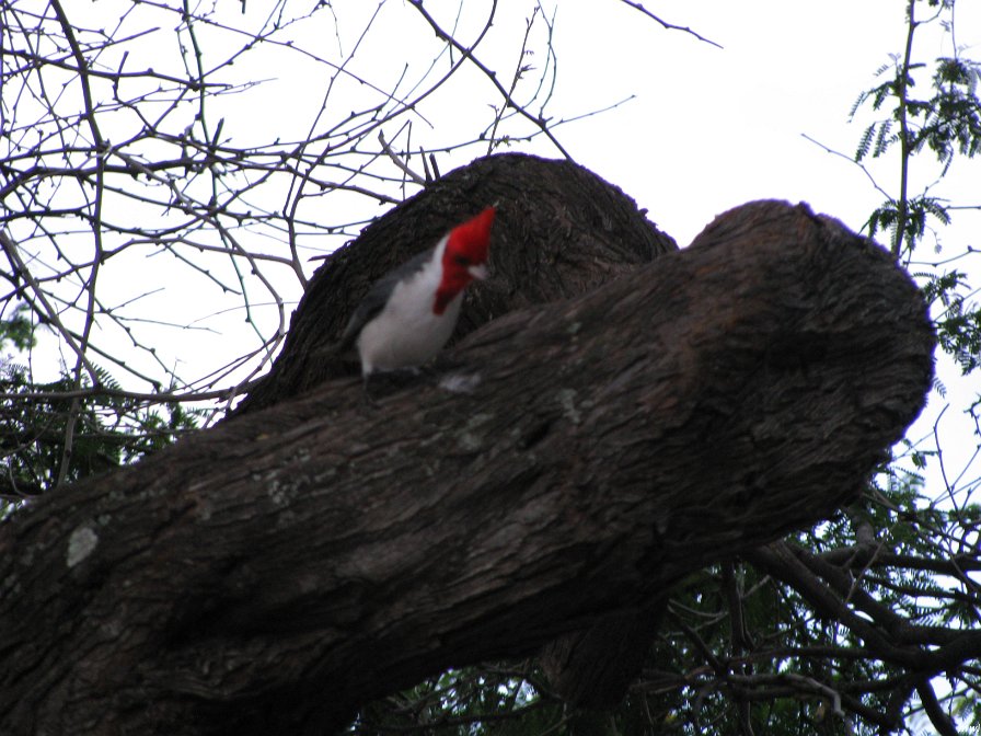 Tour de l'île côte est et le centre