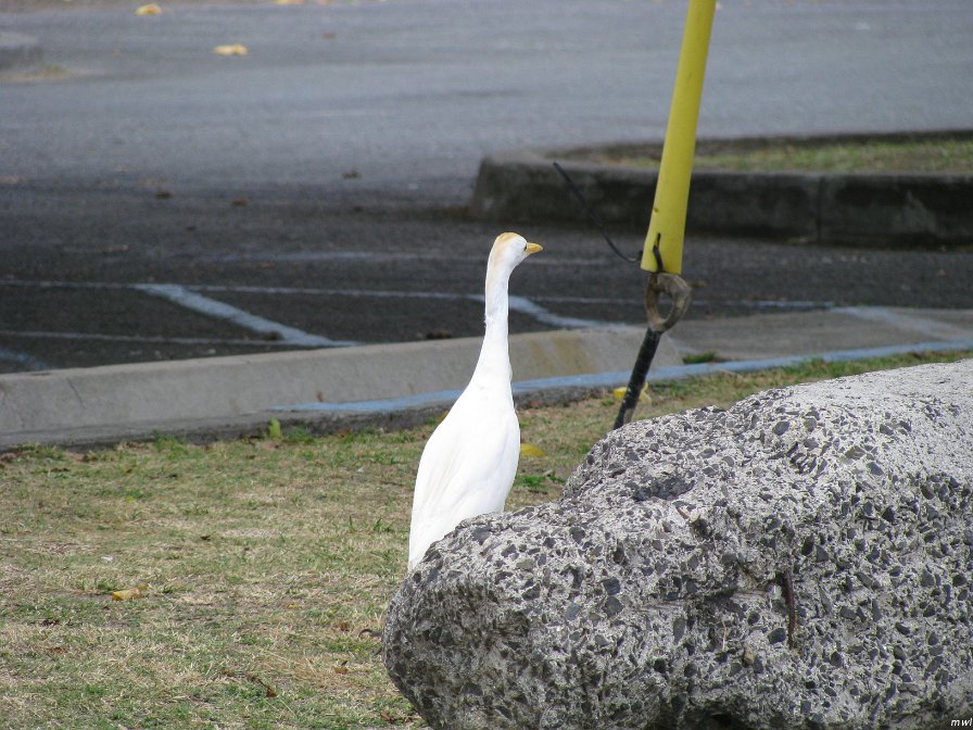 Kualoa Park - Tour de l'île côte est et le centre