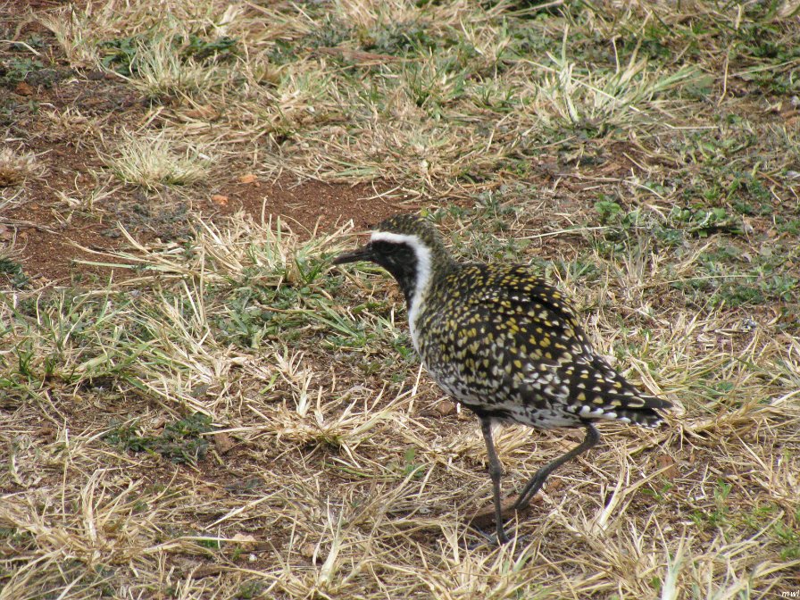 Ala Moana Beach Park - Centre ville de Honolulu