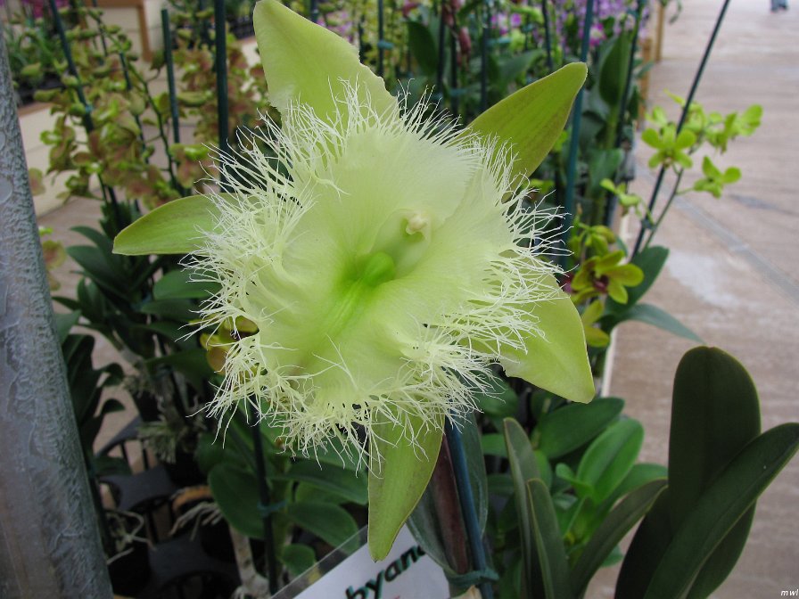 Visite de l'île d'Hawaii