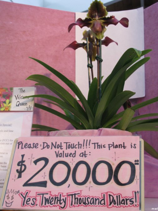 Visite de l'île d'Hawaii