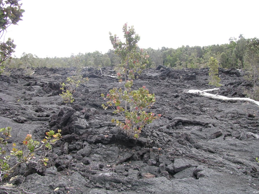 Visite des îles et des volcans de Big Island