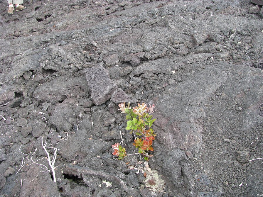 Visite des îles et des volcans de Big Island