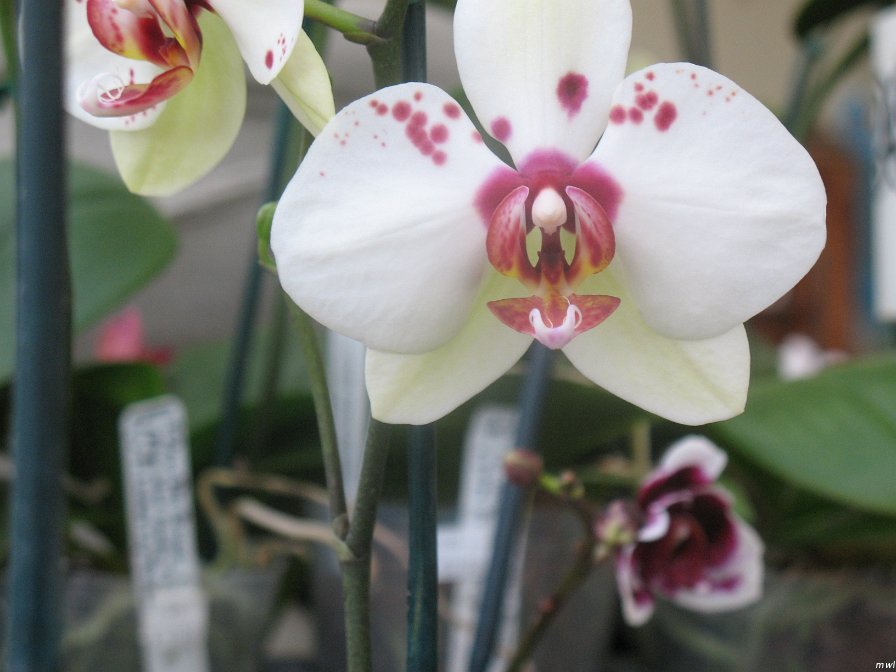 Visite de l'île d'Hawaii