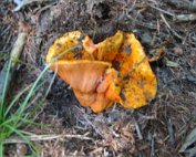 Terre, les champignons
