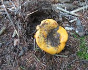 Terre, les champignons