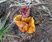 Terre, les champignons