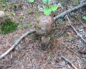 Terre, les champignons