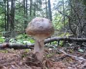 Terre, les champignons