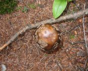 Terre, les champignons