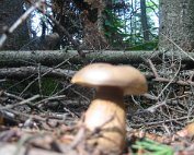 Terre, les champignons