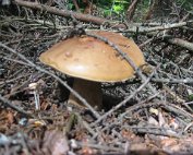 Terre, les champignons