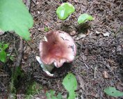 Terre, les champignons
